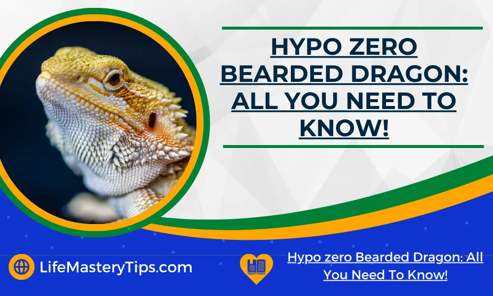 Hypo zero Bearded Dragon_ All You Need To Know!