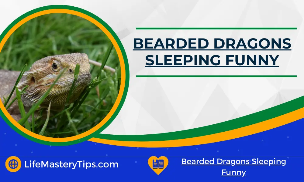 Bearded Dragons Sleeping Funny