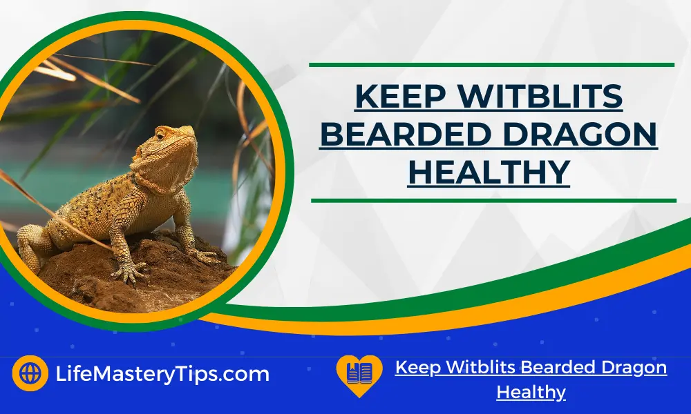 Keep Witblits Bearded Dragon Healthy