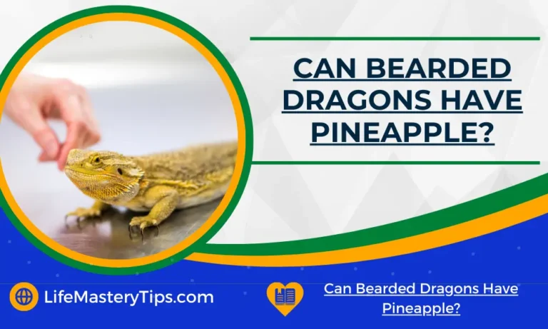 Can Bearded Dragons Have Pineapple