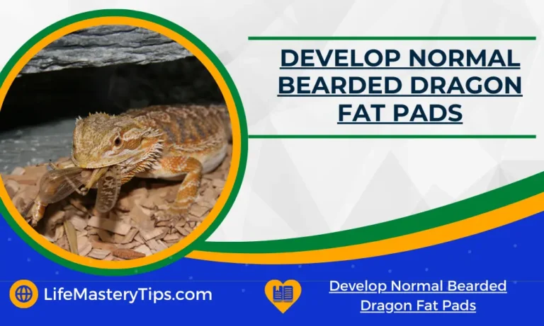 Develop Normal Bearded Dragon Fat Pads