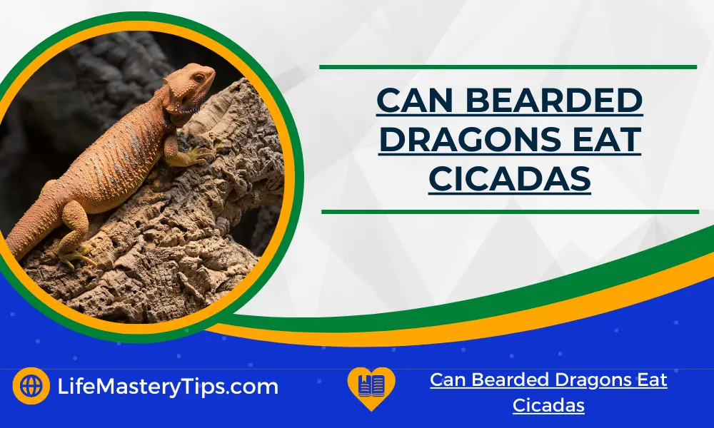 Can Bearded Dragons Eat Cicadas