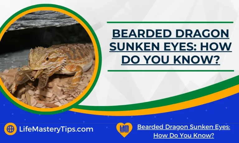 Bearded Dragon Sunken Eyes_ How Do You Know