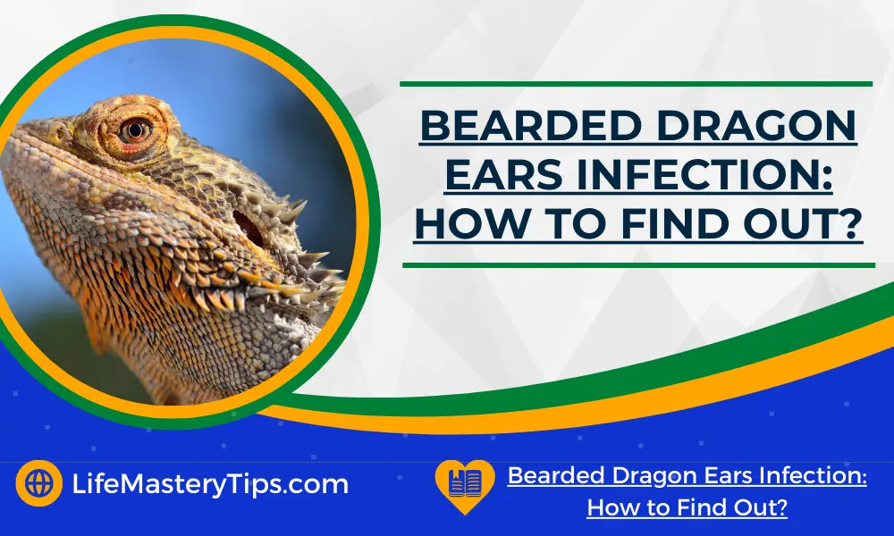 Bearded Dragon Ears Infection_ How to Find Out