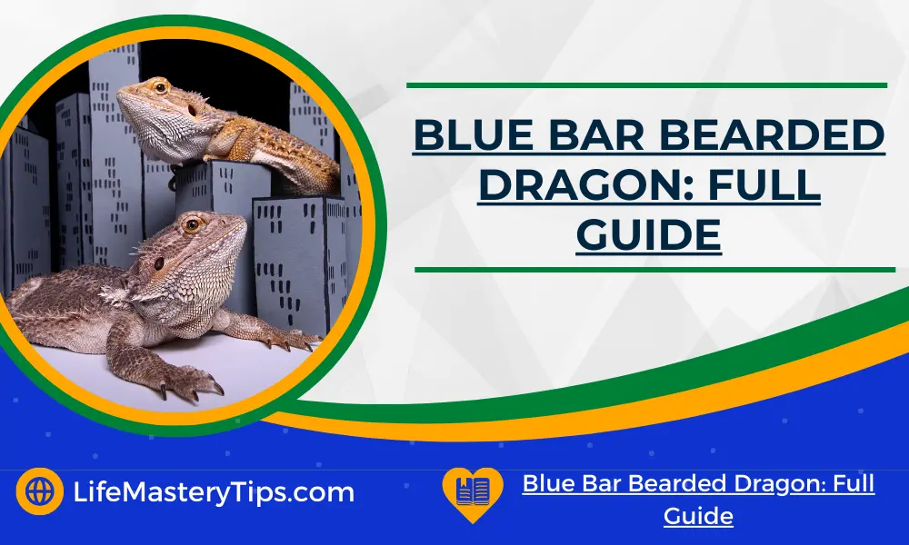 Blue Bar Bearded Dragon_ Full Guide