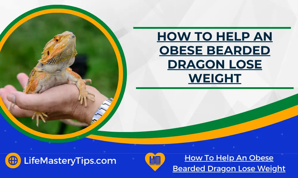 How To Help An Obese Bearded Dragon Lose Weight