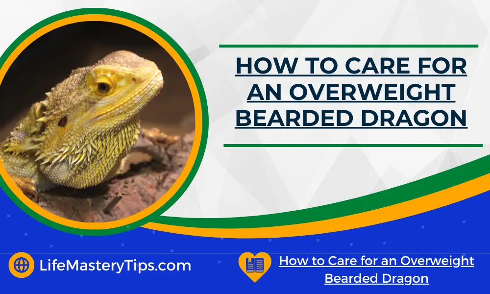 How to Care for an Overweight Bearded Dragon