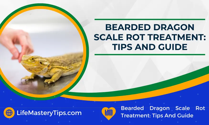 Bearded Dragon Scale Rot Treatment Tips And Guide