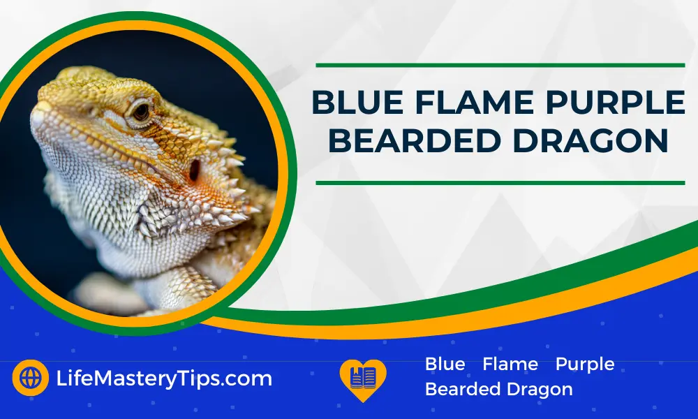 Blue Flame Purple Bearded Dragon