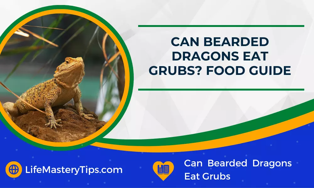 Can Bearded Dragons Eat Grubs Food Guide