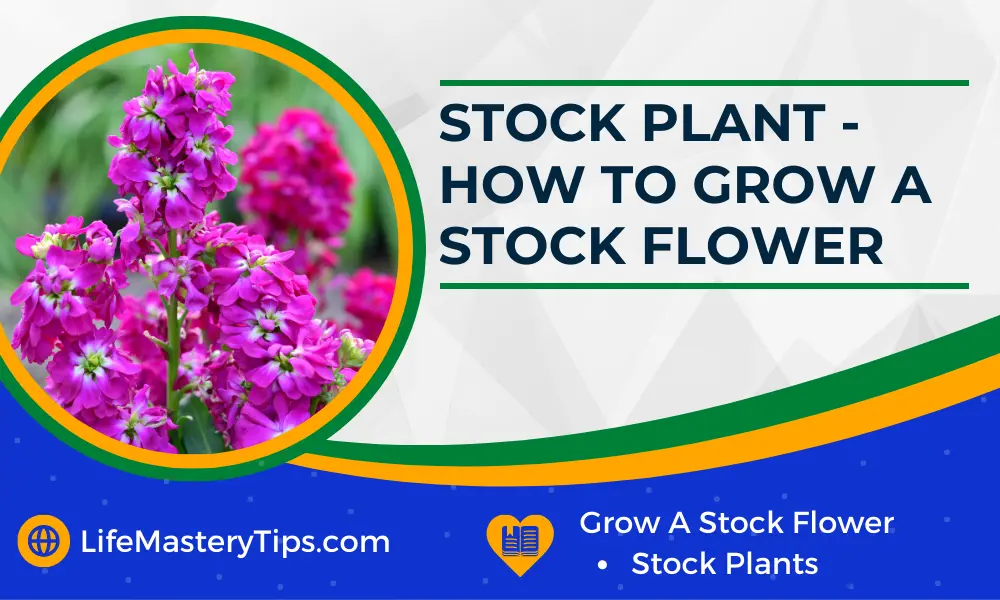 Stock Plant - How To Grow A Stock Flower