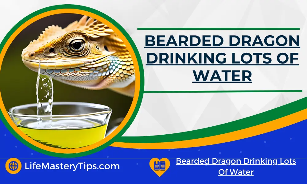 Bearded Dragon Drinking Lots Of Water