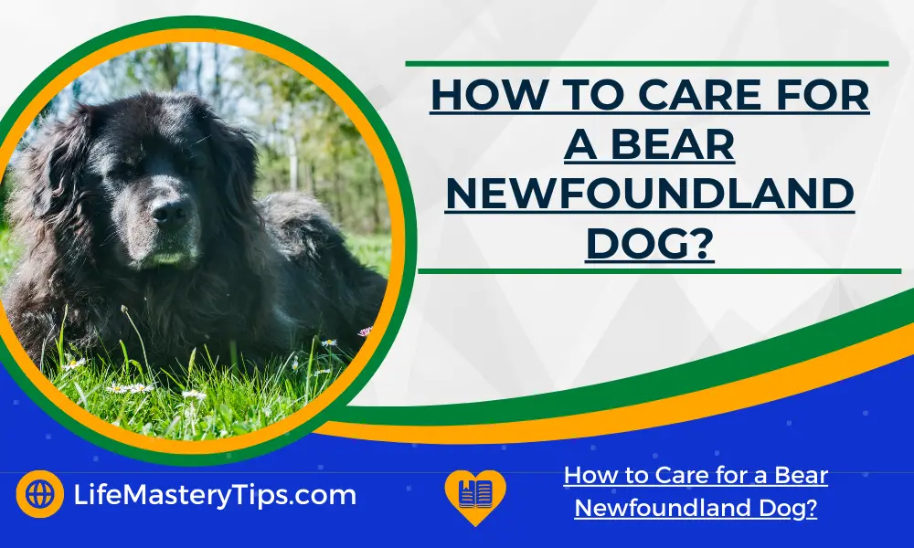 How to Care for a Bear Newfoundland Dog