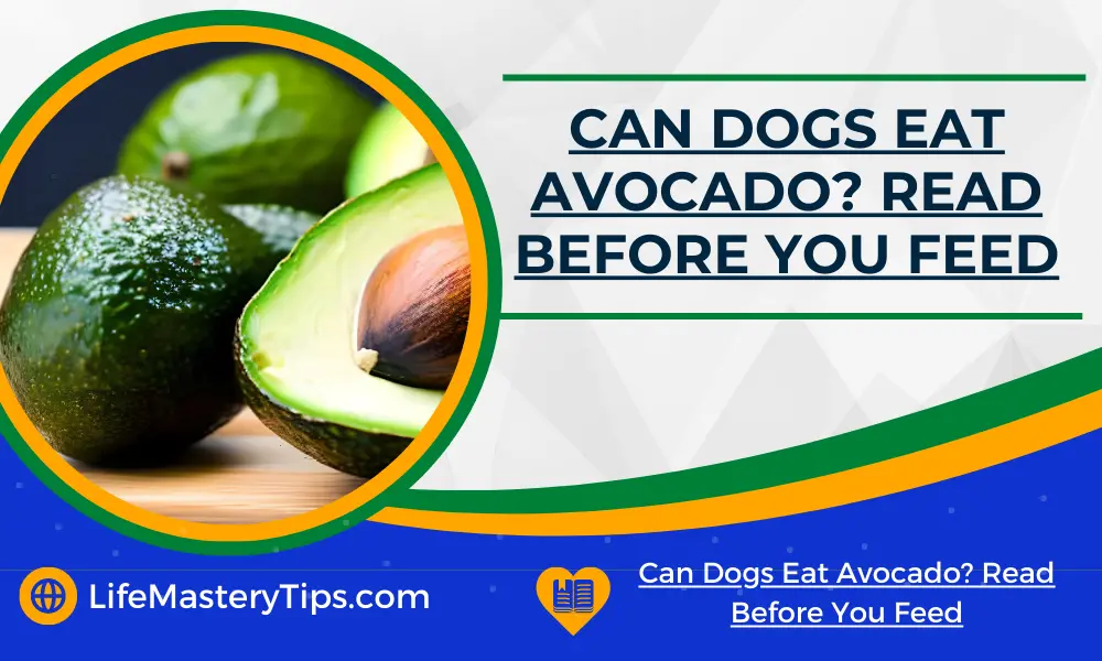 Can Dogs Eat Avocado_ Read Before You Feed