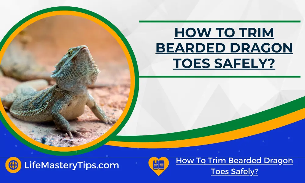 How To Trim Bearded Dragon Toes Safely