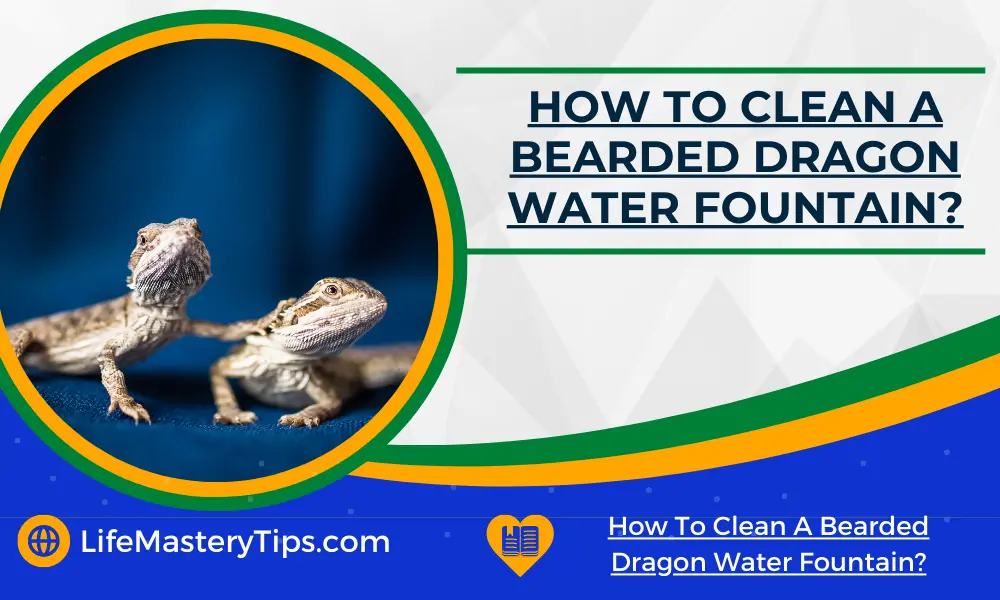 How To Clean A Bearded Dragon Water Fountain