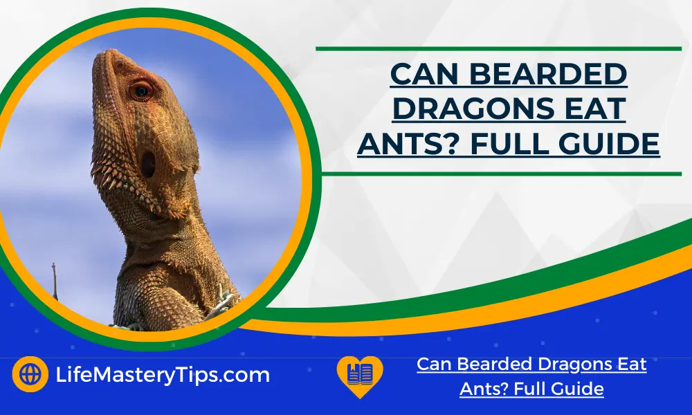 Can Bearded Dragons Eat Ants_ Full Guide