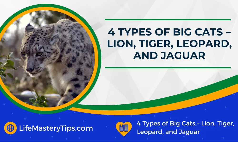 4 Types of Big Cats – Lion, Tiger, Leopard, and Jaguar
