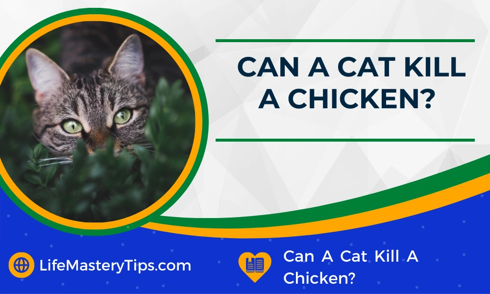 Can A Cat Kill A Chicken