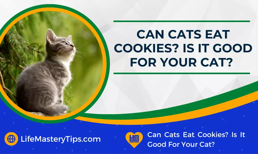 Can Cats Eat Cookies Is It Good For Your Cat