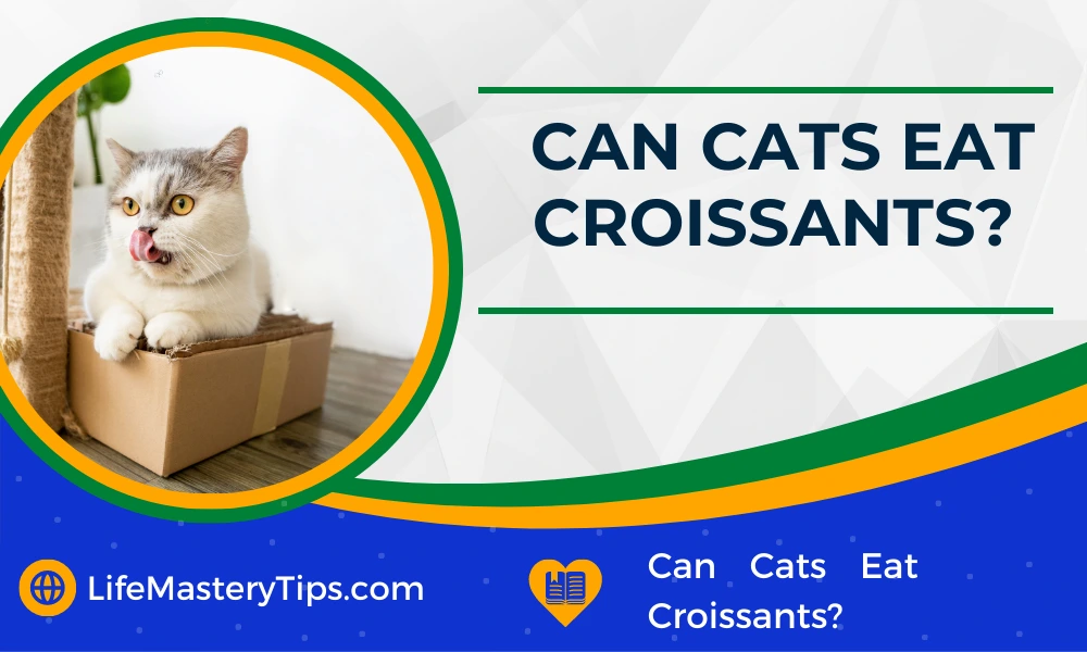 Can Cats Eat Croissants