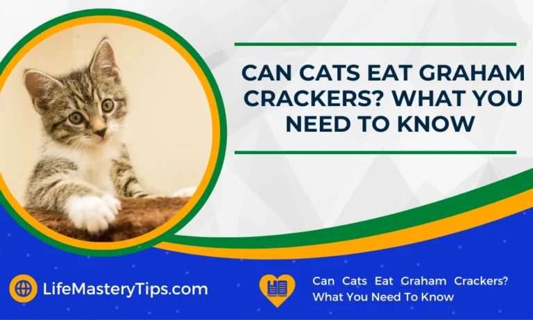 Can Cats Eat Graham Crackers_ What You Need To Know