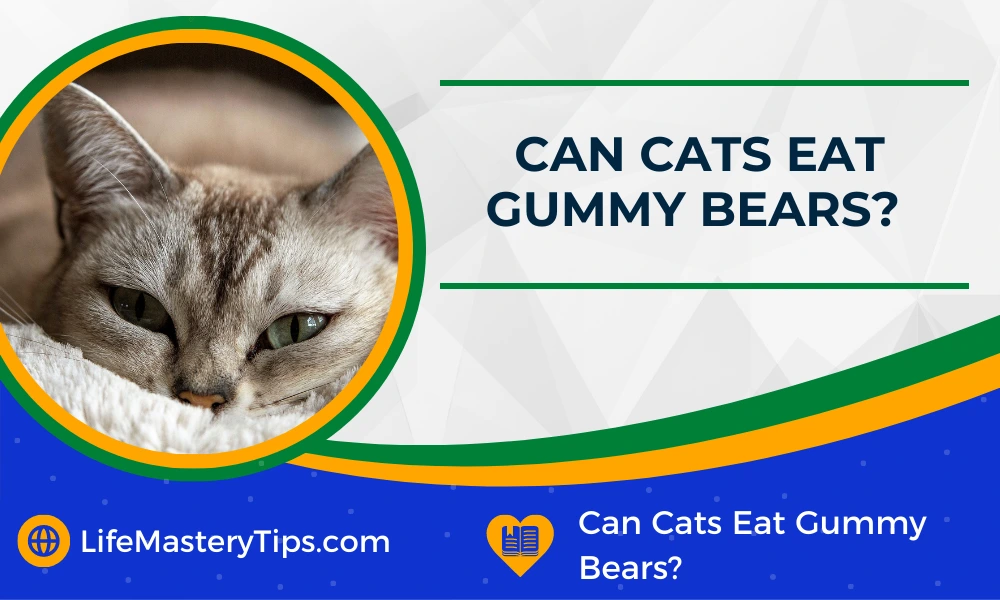 Can Cats Eat Gummy Bears