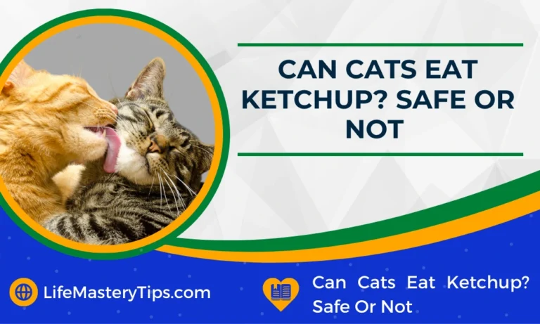 Can Cats Eat Ketchup? Safe Or Not