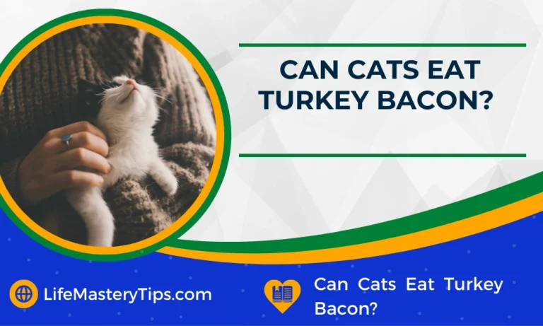 Can Cats Eat Turkey Bacon