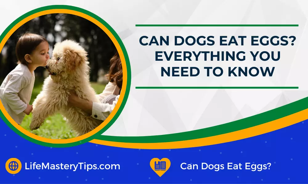 Can Dogs Eat Eggs Everything You Need To Know
