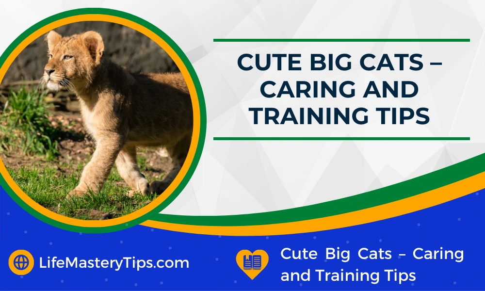 Cute Big Cats - Caring and Training Tips