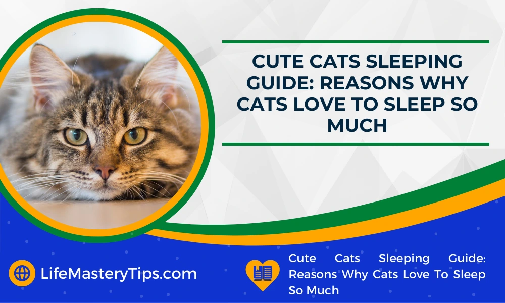 Cute Cats Sleeping Guide_ Reasons Why Cats Love To Sleep So Much