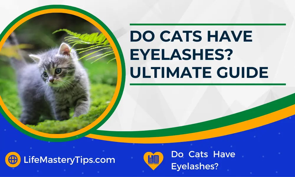 Do Cats Have Eyelashes Ultimate Guide