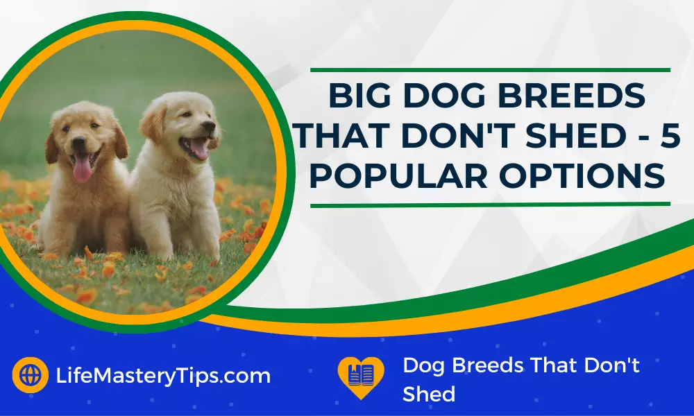 Big Dog Breeds That Don't Shed - 5 Popular Options