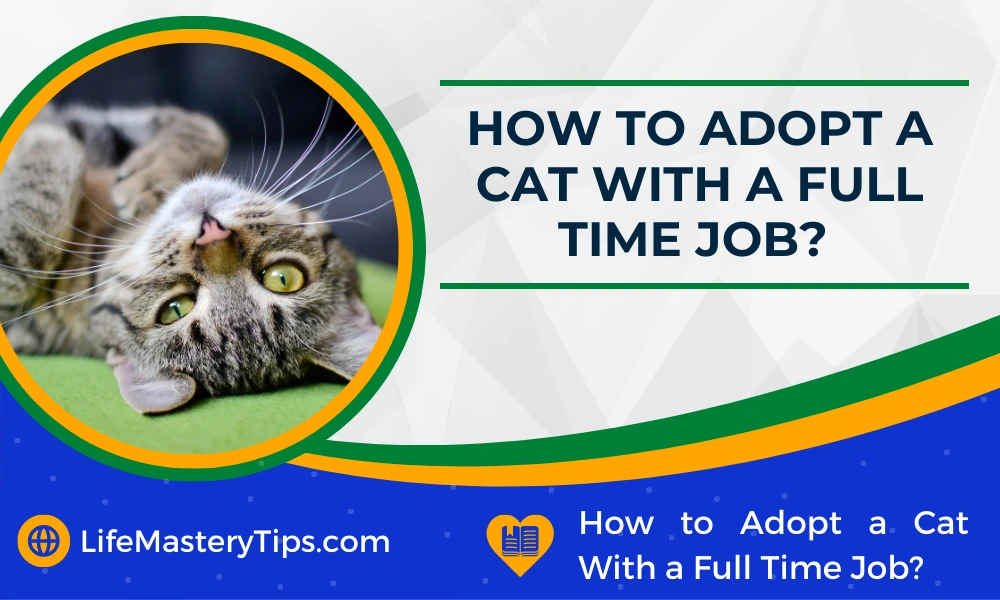 How to Adopt a Cat With a Full Time Job