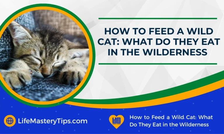How to Feed a Wild Cat_ What Do They Eat in the Wilderness