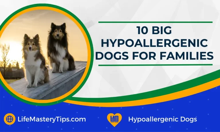 10 Big Hypoallergenic Dogs For Families