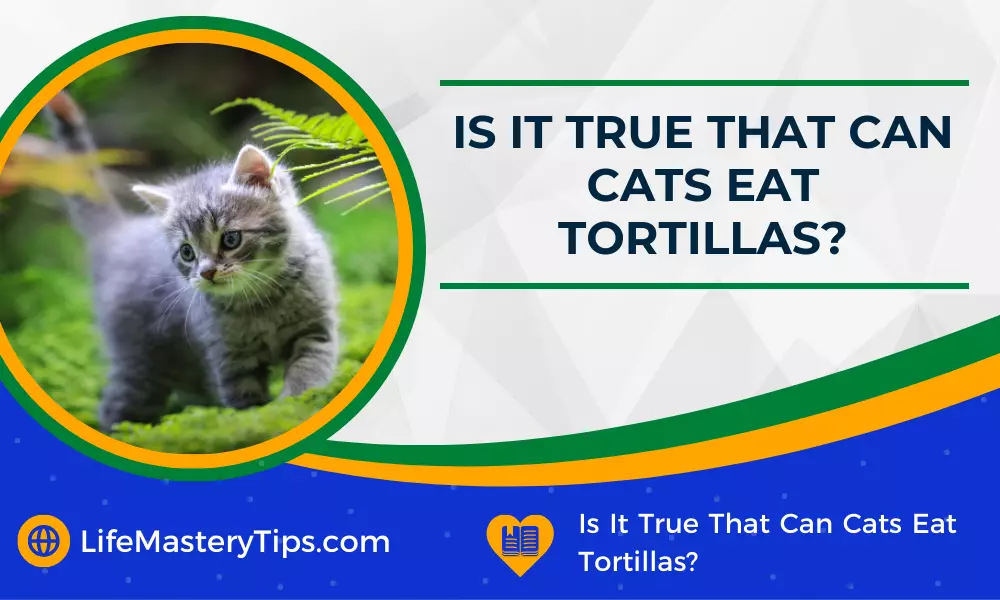 Is It True That Can Cats Eat Tortillas