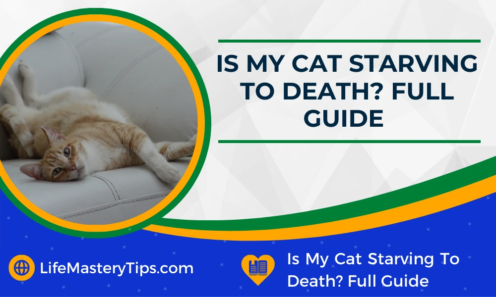 Is My Cat Starving To Death_ Full Guide