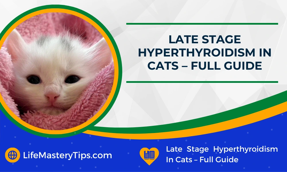 Late Stage Hyperthyroidism In Cats – Full Guide