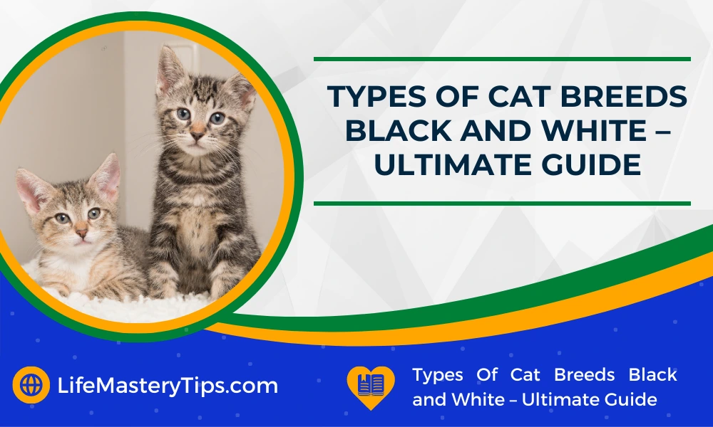 Types Of Cat Breeds Black and White – Ultimate Guide