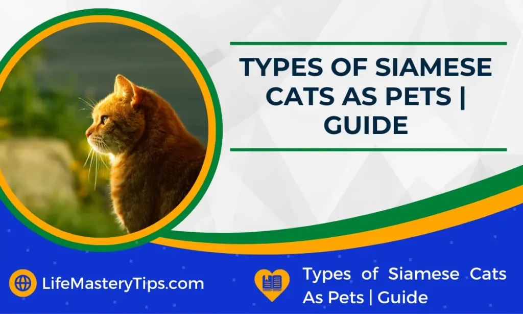 Types of Siamese Cats As Pets Guide