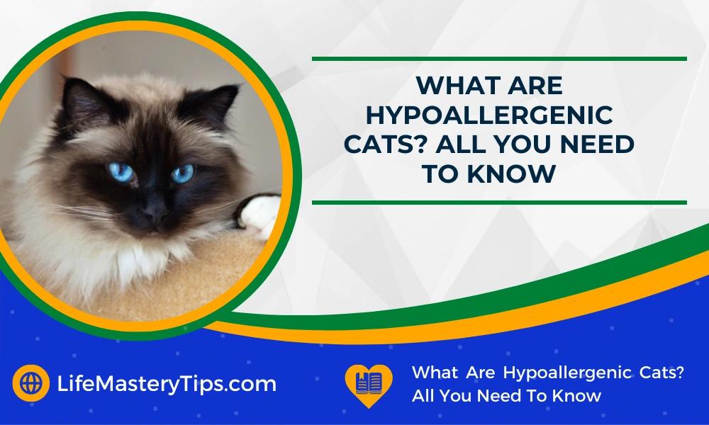 What Are Hypoallergenic Cats_ All You Need To Know