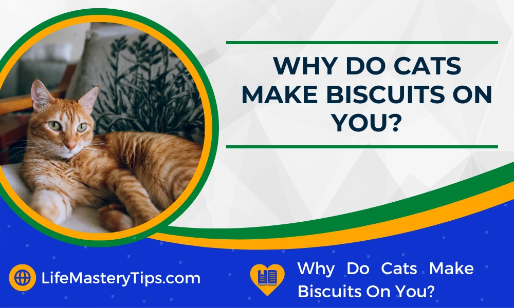 Why Do Cats Make Biscuits On You