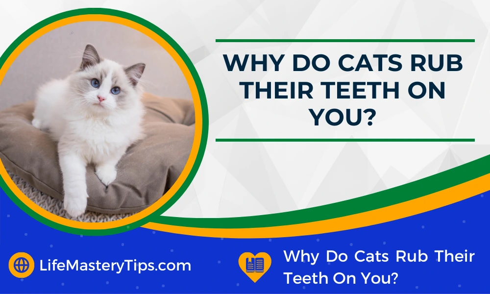 Why Do Cats Rub Their Teeth On You