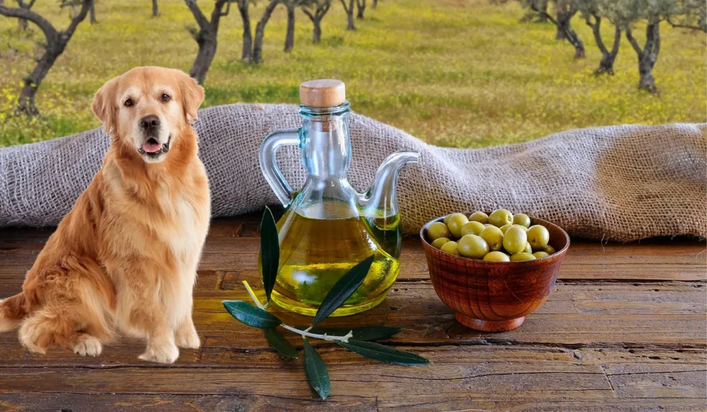 Can Dogs Eat Olives