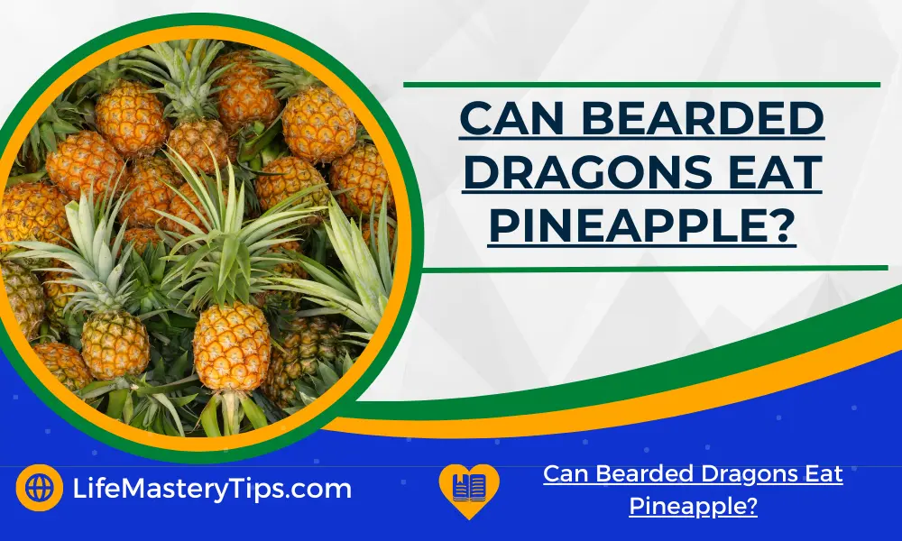 Can Bearded Dragons Eat Pineapple