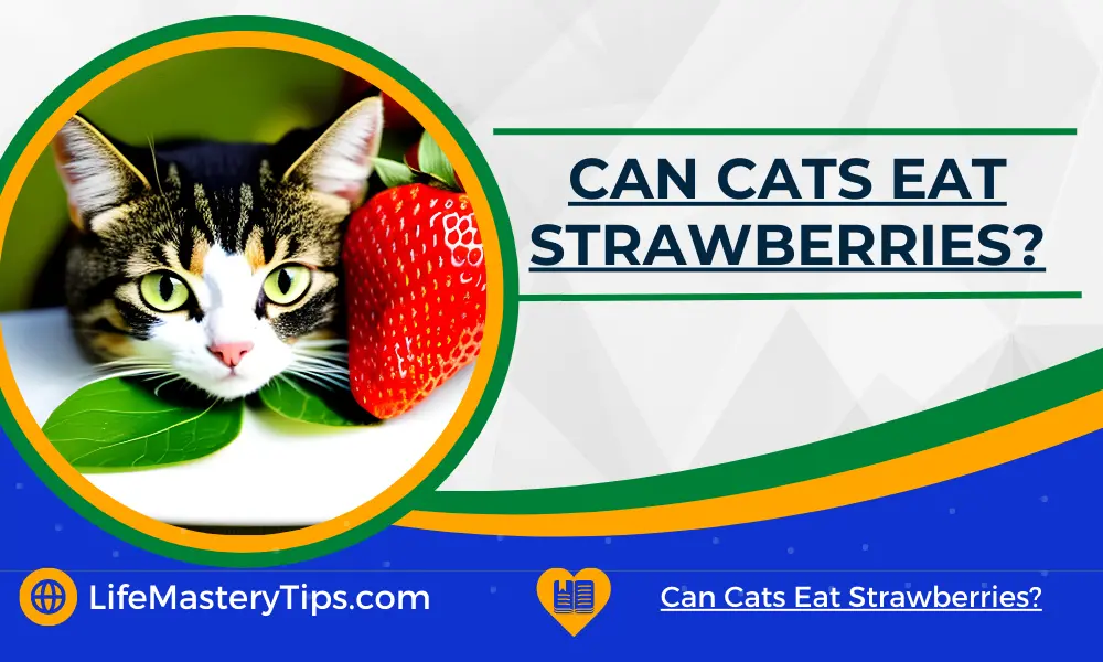 Can Cats Eat Strawberries