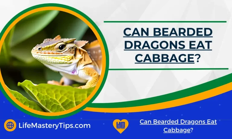 Can Bearded Dragons Eat Cabbage