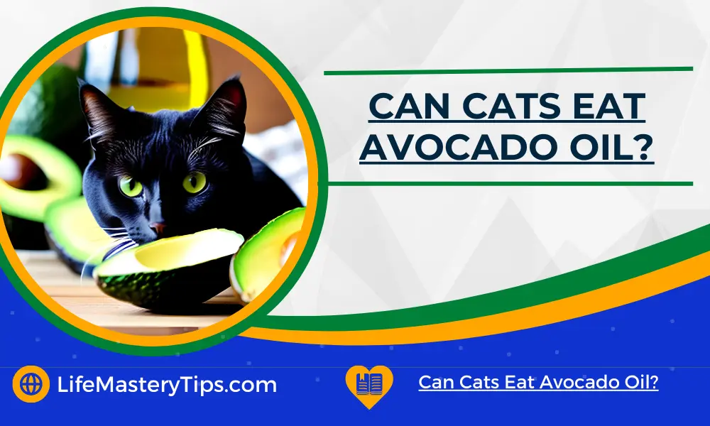 Can Cats Eat Avocado Oil